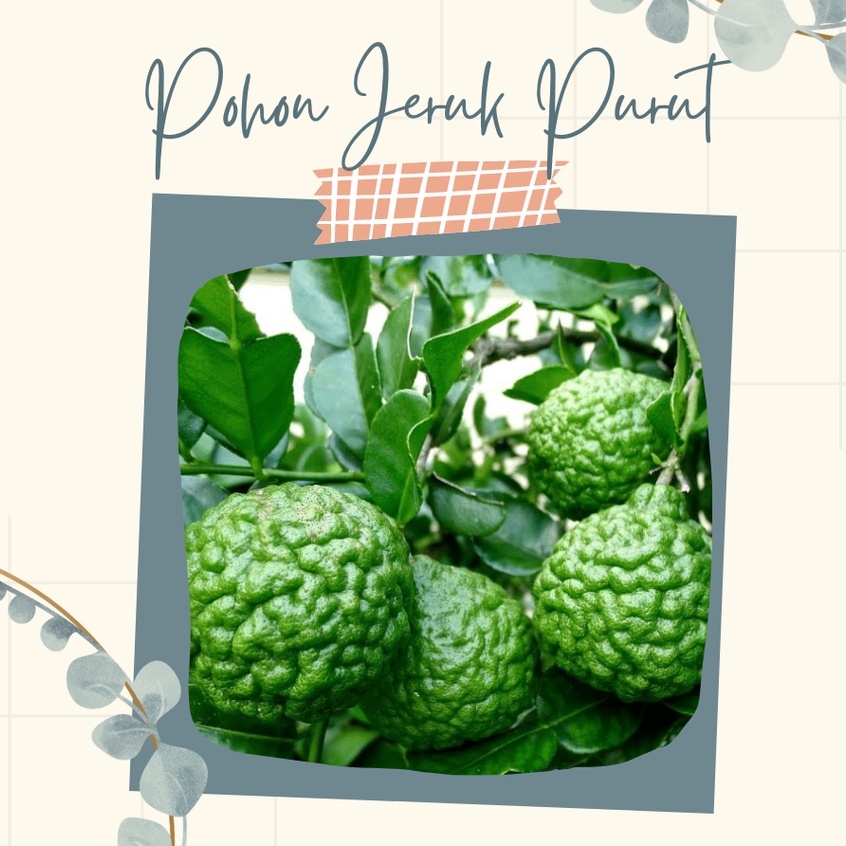 Bibit Pohon Jeruk Purut Pohon Jeruk Purut Bibit Pohon Buah Jeruk Purut