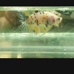 Ikan cupang hias male yellow koi galaxy real pict