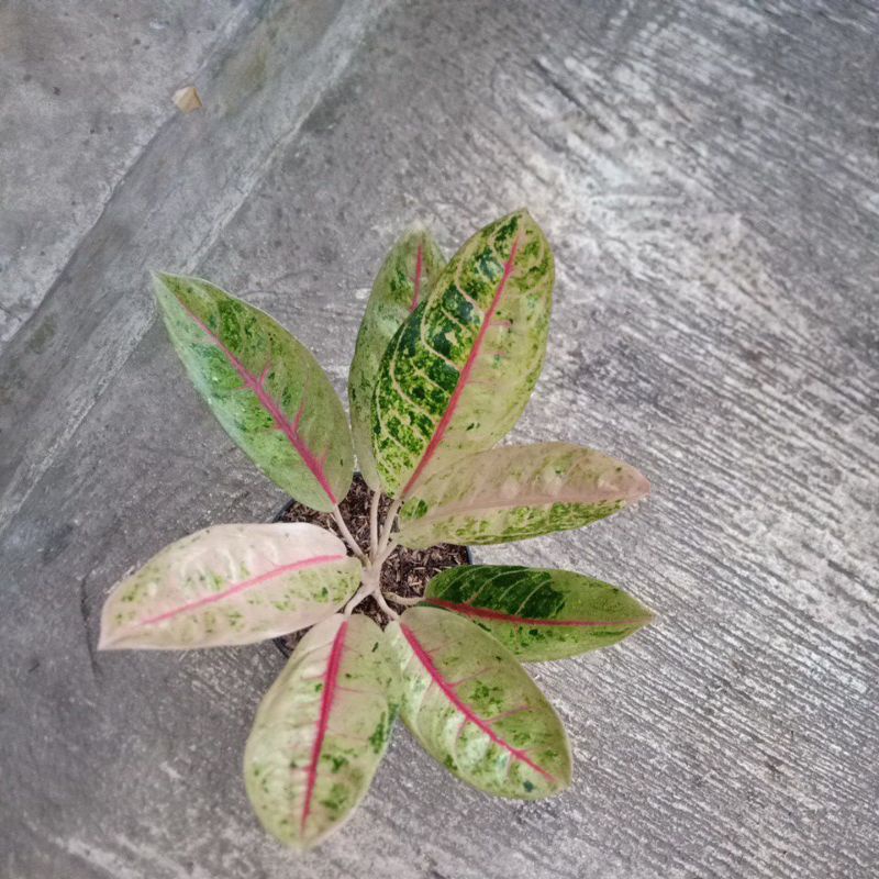 aglomema dokar mutasi