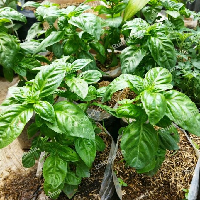 

Tanaman sweet basil/ bumbu masak/rempah LIMITED EDITION