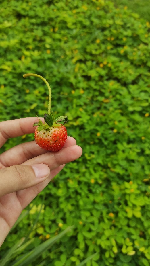 Toples Kaca Tutup Silver /toples Kaca 400 Ml / Botol Kaca / Glass Bottle / Jar Bottle/ Botol Pudding