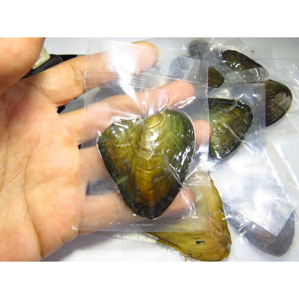 

ASLI Mutiara Kerang Asli Air Tawar Hadiah Perhiasan Natural Akoya Fresh Oyster Fresh