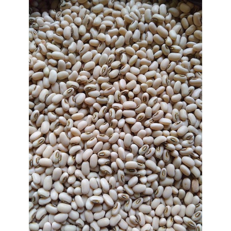 

200+KACANG TUNGGAK PUTIH /KACANG SALOME