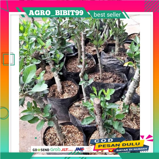 bibit apel merah hasil cangkok