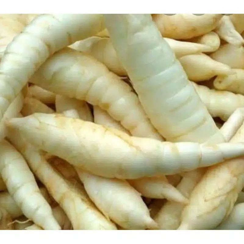 

umbi garut segar/terigu fresh 500grm