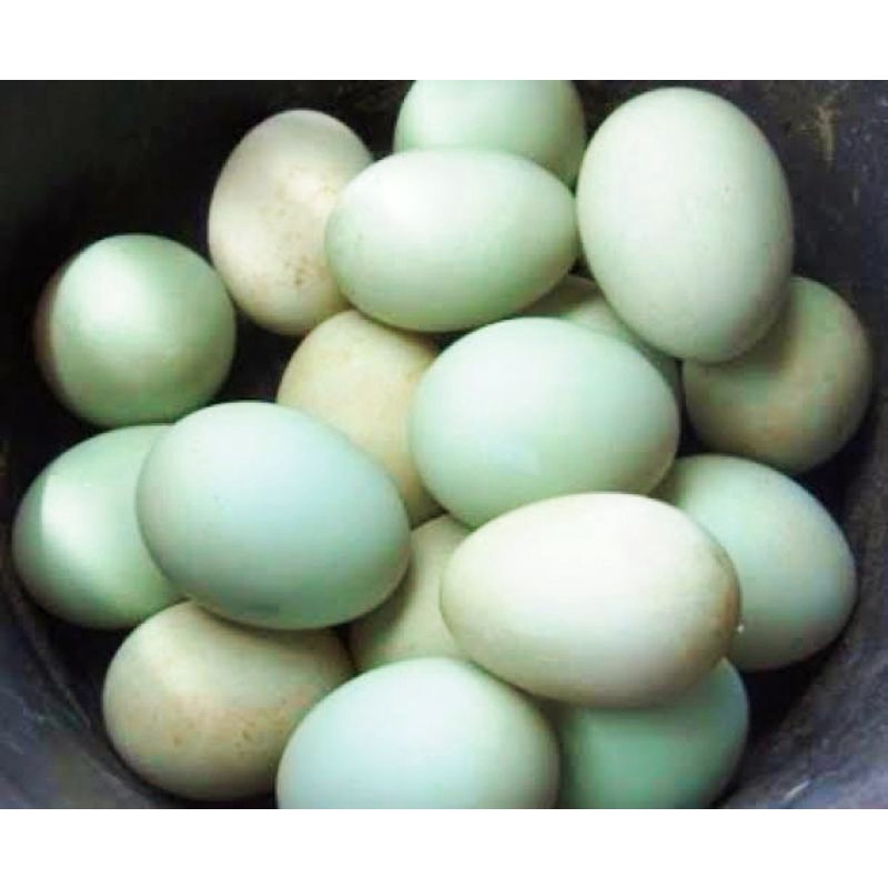 

Telur Bebek Super Omega 1 Butir Murah Khusus Grab