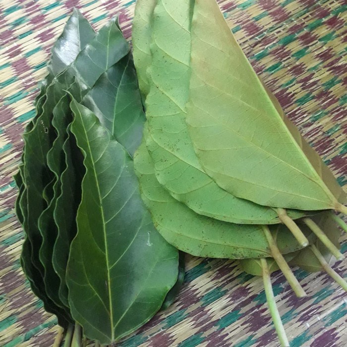 

[PROMO] Daun Kemiri Segar 1 Kg Murah