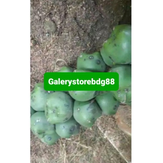 

Buah aren segar utuh 1 kg / buah pohon aren-az