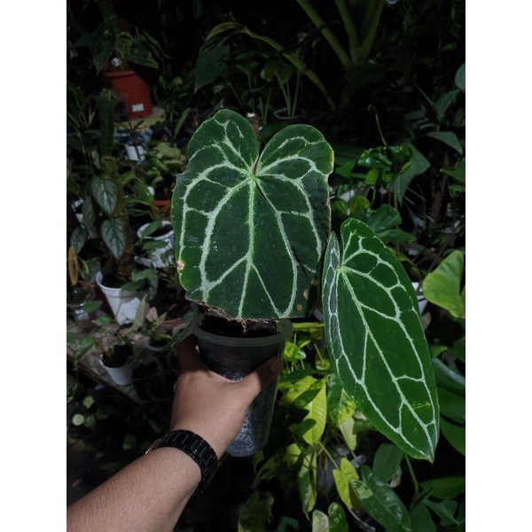 [Nego] Anthurium Crystallinum Dark Form