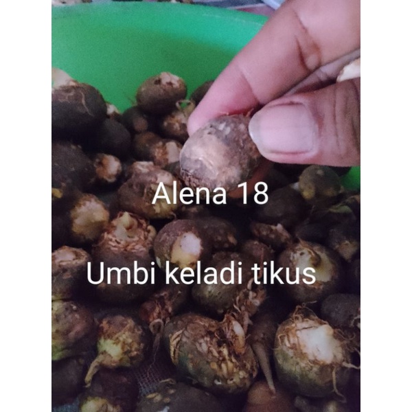 umbi bibit keladi tikus herbal anti kanker