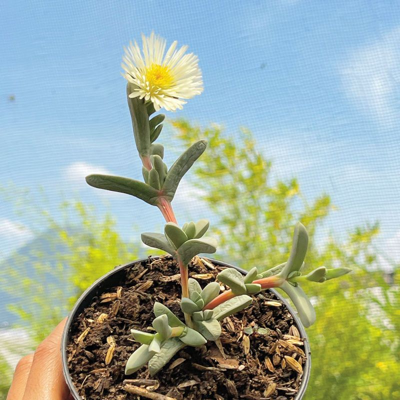 Sukulen Delosperma Lehmanii