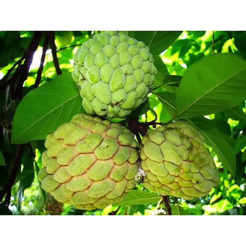 Bibit / Biji / Benih Buah Sirkaya/ Srikaya Lokal Manis