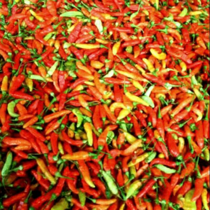 

cabe rawit/cengek domba lembang