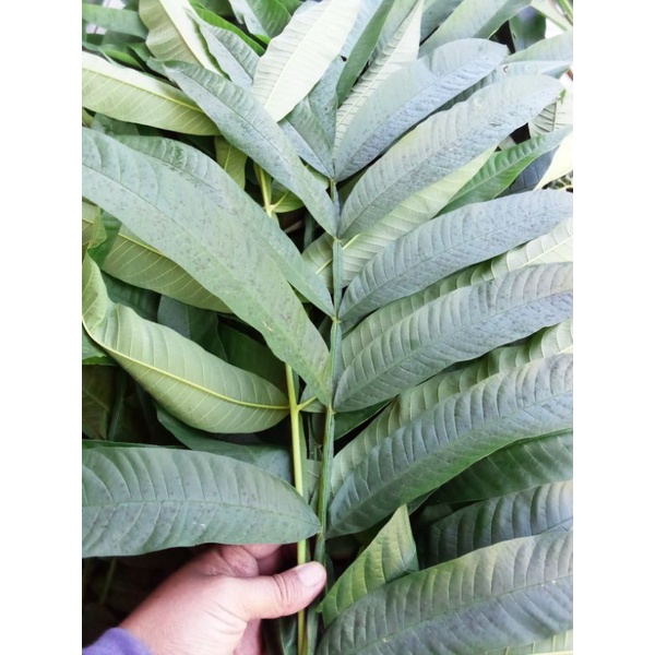 

DAUN SUNGKAI/JATI SABRANG SEGAR 250Grm