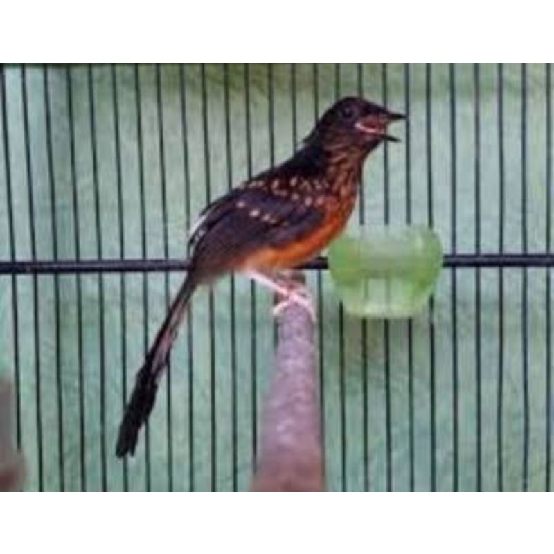 Murai medan trotol garansi jantan