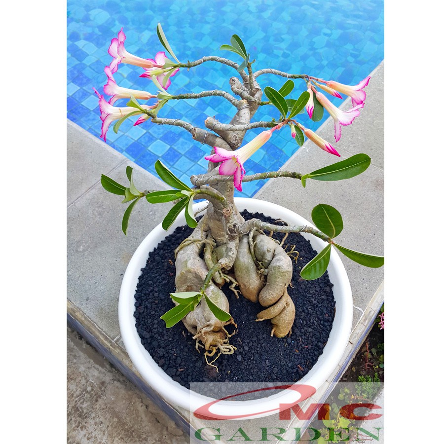 Tanaman Hias Bonsai Mame Adenium Arabicum Obesum Kamboja Jepang B-KJ-004