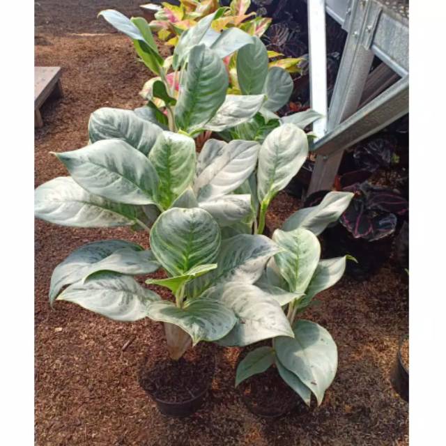 Bibit Bunga Aglonema IMPORT SILVER CURLY
