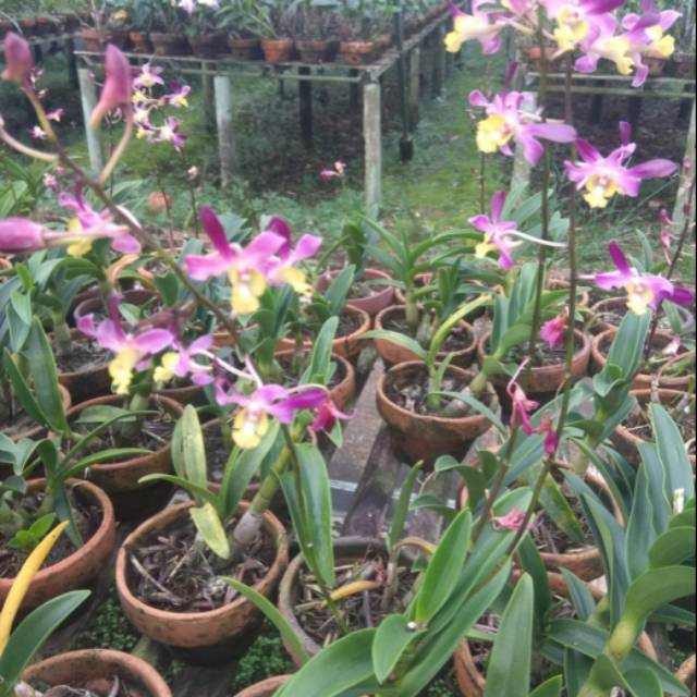 Tanaman hias anggrek - anggrek loan sudarta - tanaman anggrek