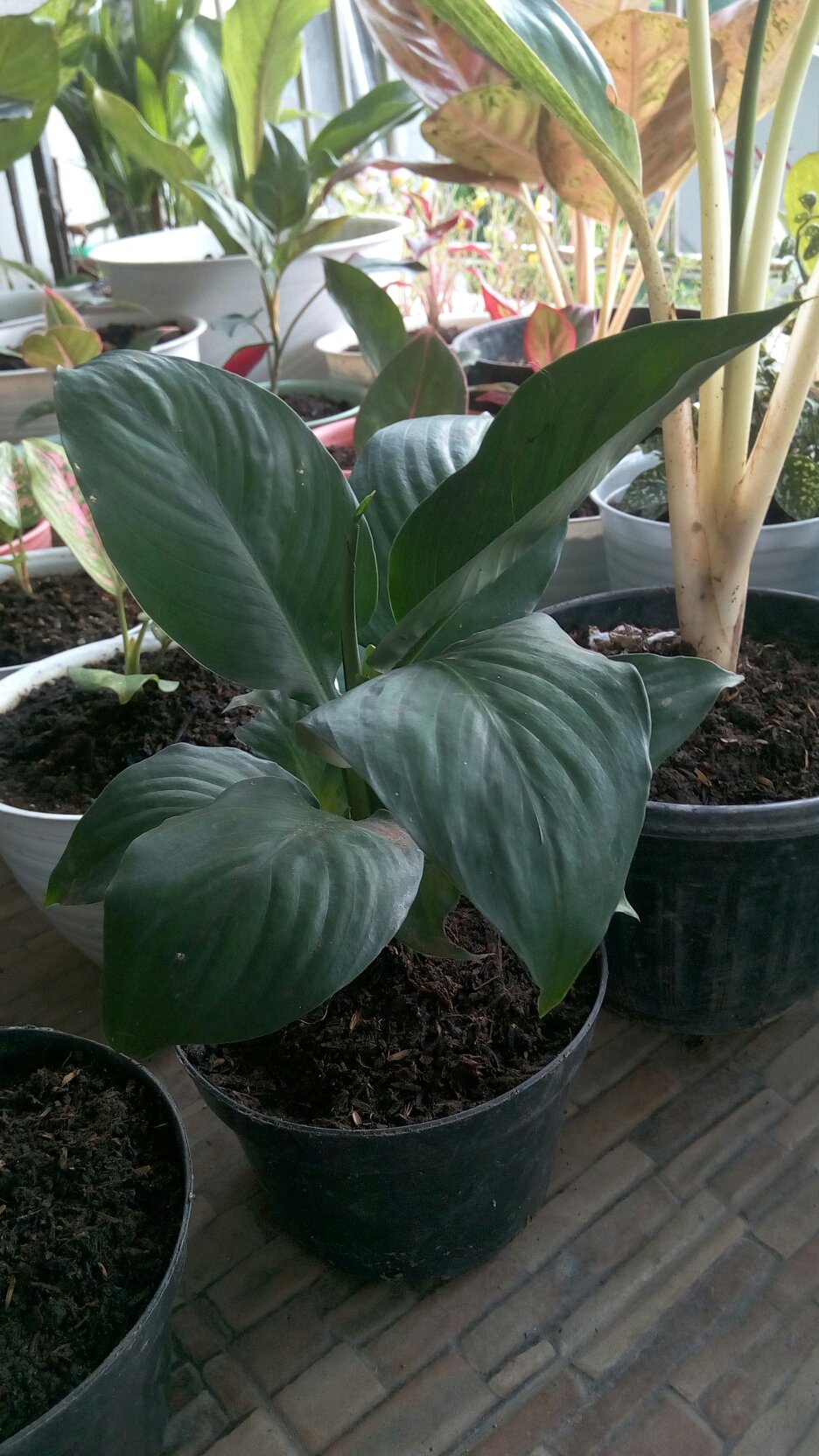 Bibit Tanaman Sepatu Vilum Bangkok Remaja