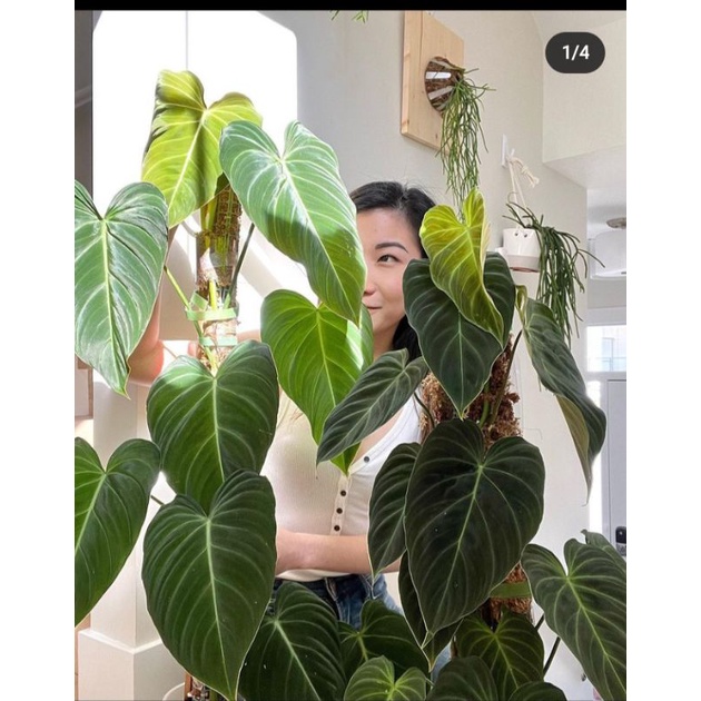 philodendron splendid