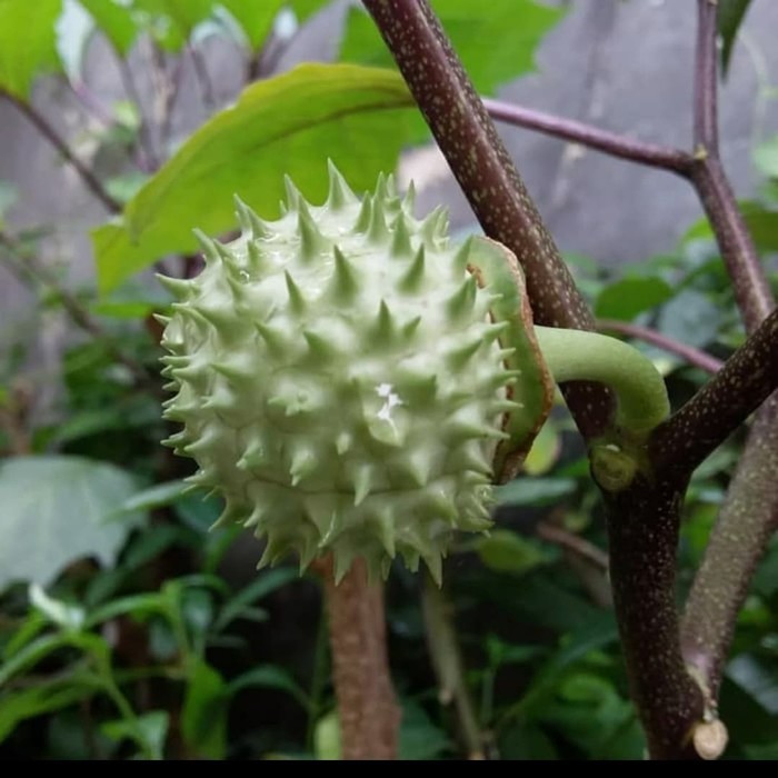 KECUBUNG WULUNG SEGAR HARGA SATU BUAH