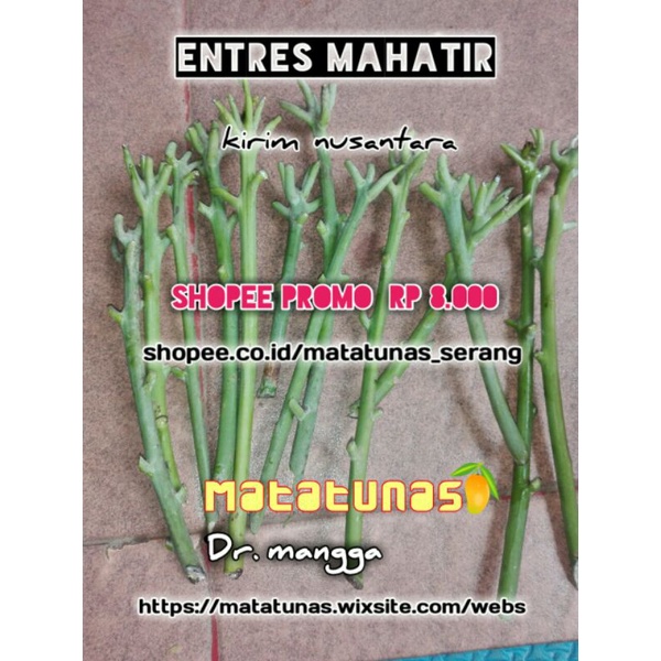 Entres Mangga Mahatir buah super besar