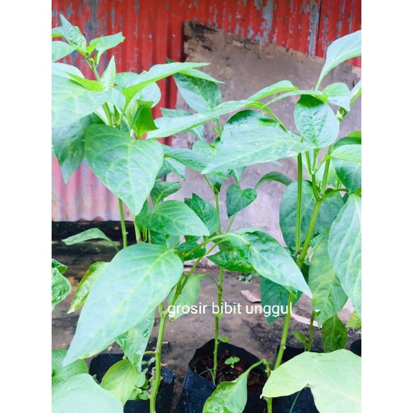 Bibit tanaman pohon cabe rawit setan siap tanam