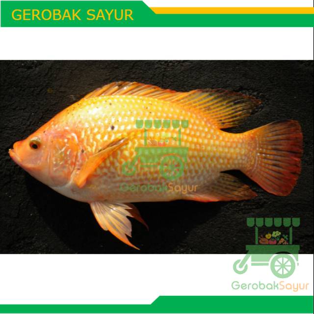 Ikan Nila Merah Segar Kirim Hidup Atau Mati