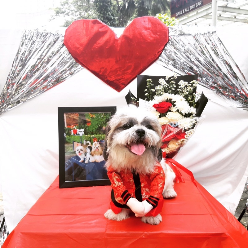 Baju imlek Anjing/Kucing Preloved