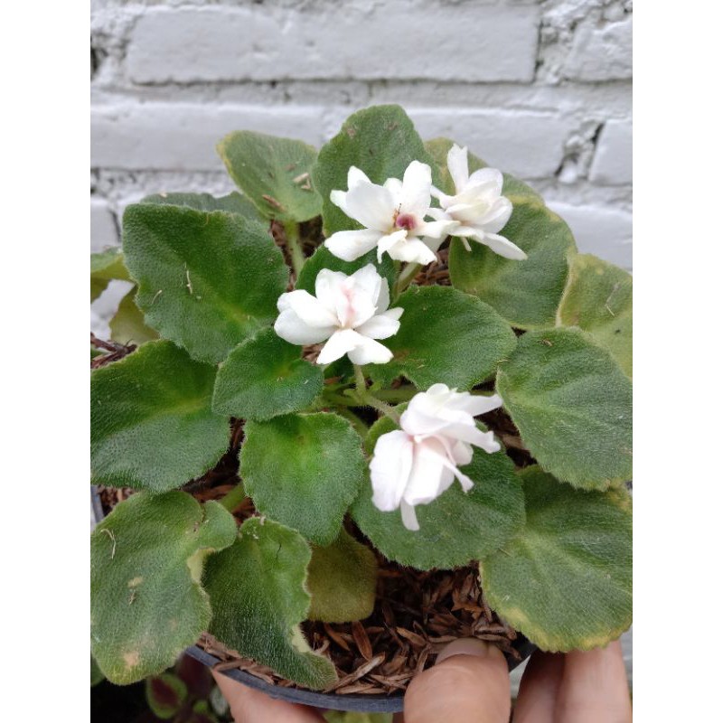 begonia bunga tumpuk mini putih