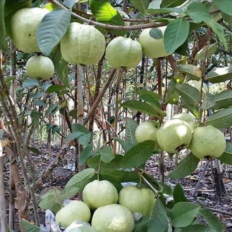 Bibit Jambu Kristal Sudah Berbuah Terlaris