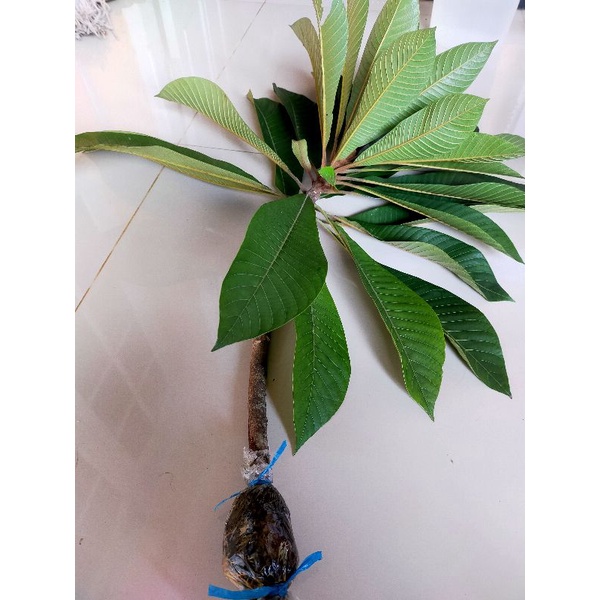 Fresh cangkok mamey sapote Keywest