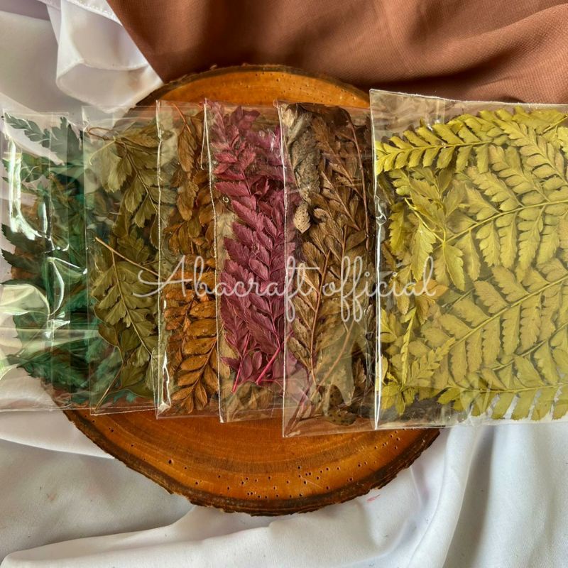 (8-12 helai) Daun Pakis Kering Daun Kering Daun Paku Kering Daun Kering Dekorasi Rustik POTONGAN