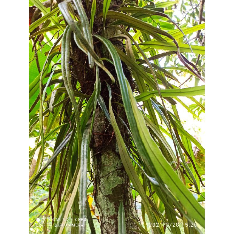 pyrrosia longipolia/ kadaka rumpai