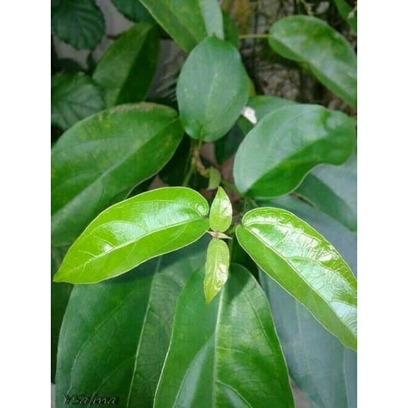 Promo Bibit Daun Cincau Hijau Stek Benih