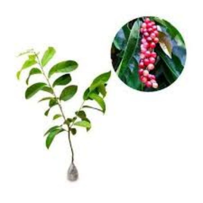 bibit pohon buni/tanaman buni