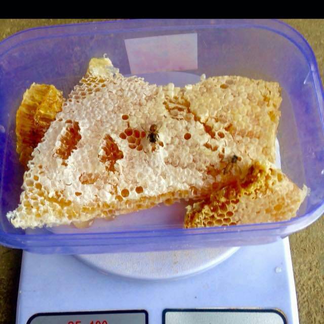 

MADU DENGAN SARANGYA