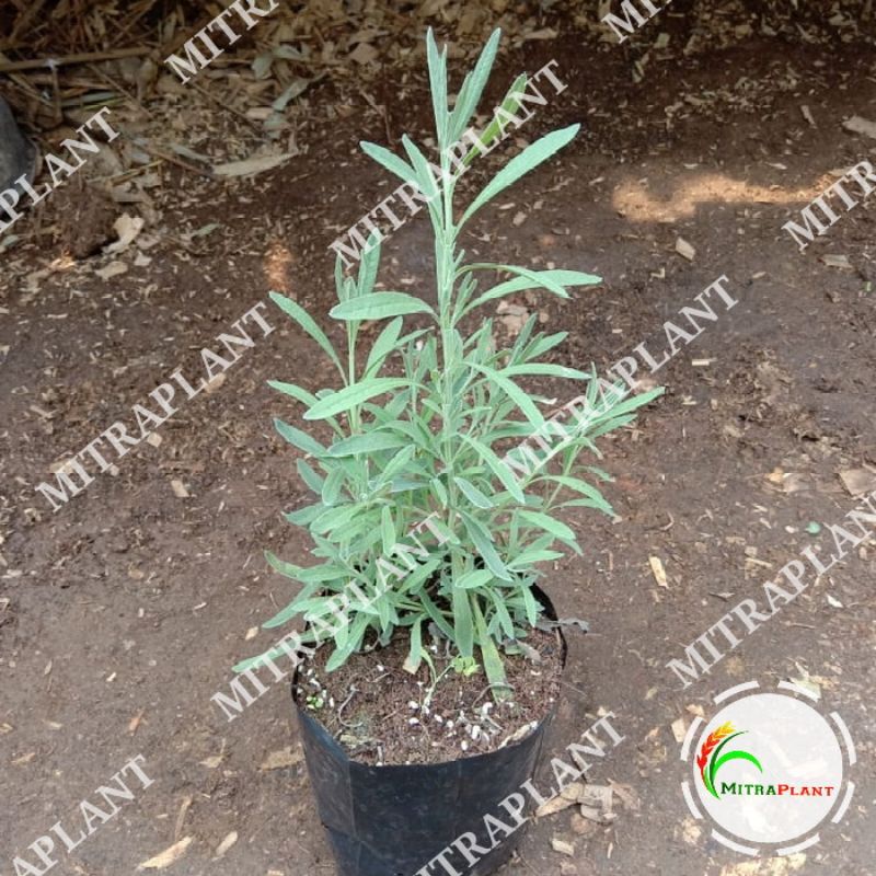 TERBARU Bibit Pohon Lavender Gold Creek - Tanaman Hias Bunga Ungu Lavender Asli MURAH