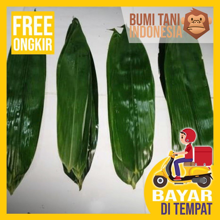 

Daun Bambu Segar Untuk Bungkus Bacang