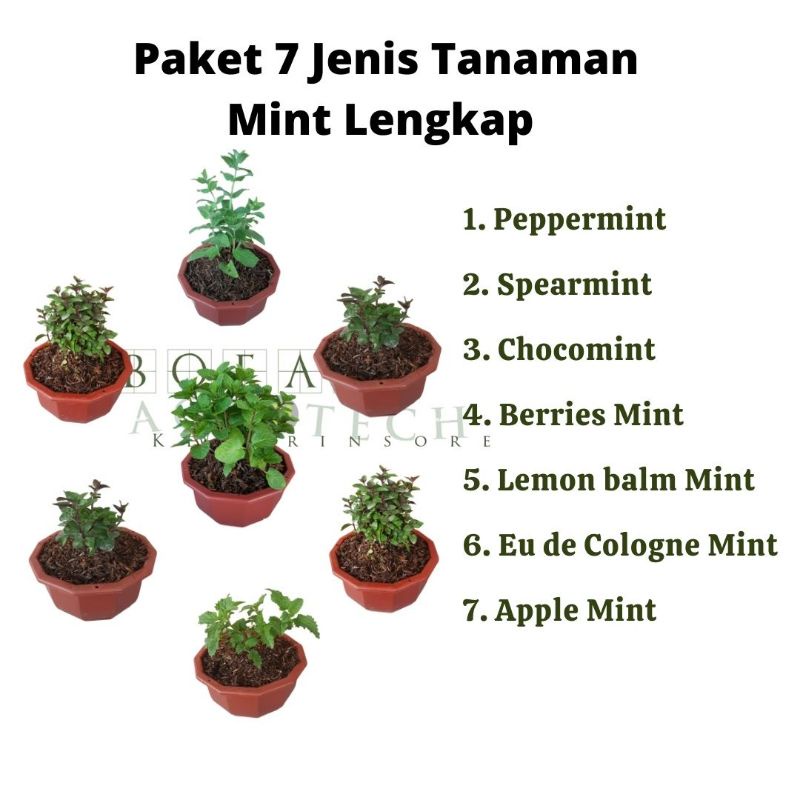 Paket Hemat Isi 7 Macam Bibit Tanaman Herbal Mint Lebih Murah dan Lengkap