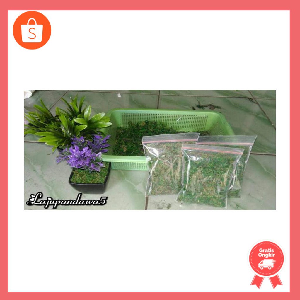 green moss/lumut kering/rumput palsu media/dekorasi