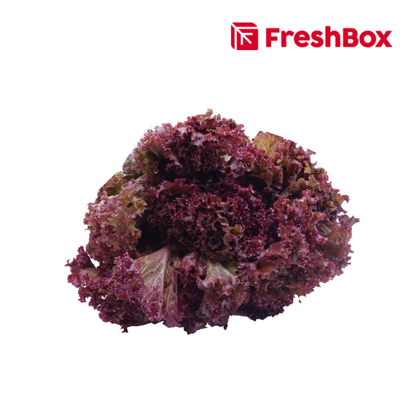 

Selada Keriting Merah 500 Gr FreshBox