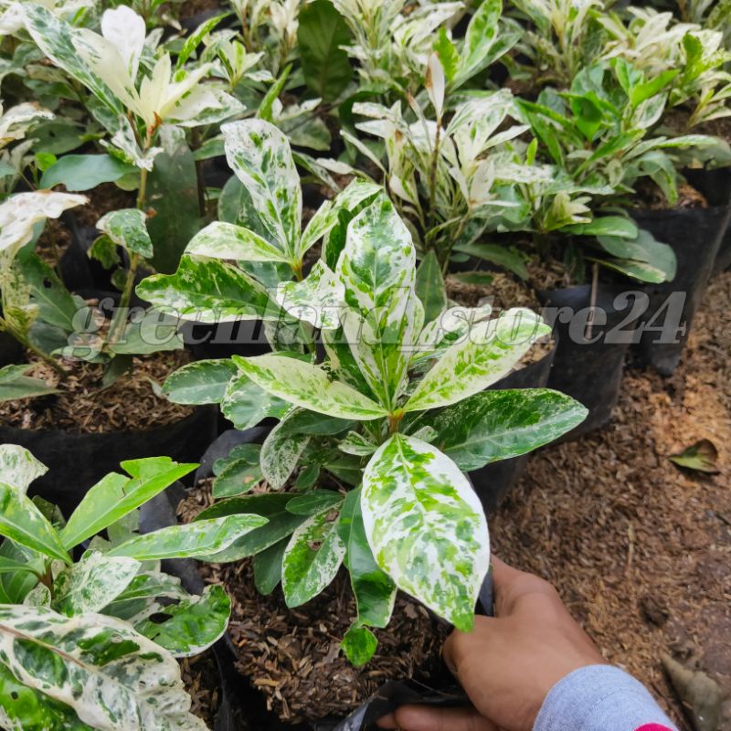 Tanaman Asoka varigata bunga putih - Asoka bunga putih - Asoka variegata - bunga Asoka - Asoka