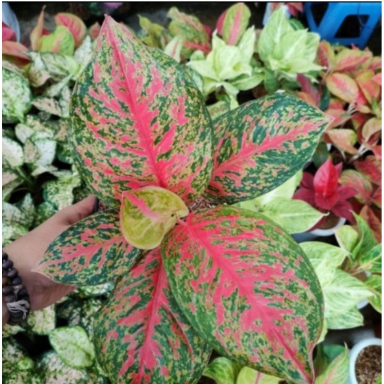 aglonema Yohana dewasa