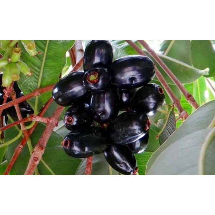 Bibit Tanaman Buah Jamblang Hitam/ Juwet Hitam