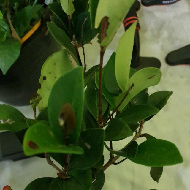 Bibit Jeruk Lemon California Berbunga