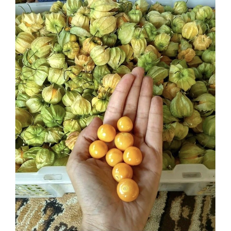 

CIPLUKAN / GOLDEN BERRY 500 GRAM