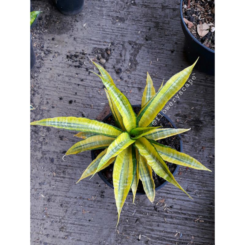Sansevieria cordova variegata
