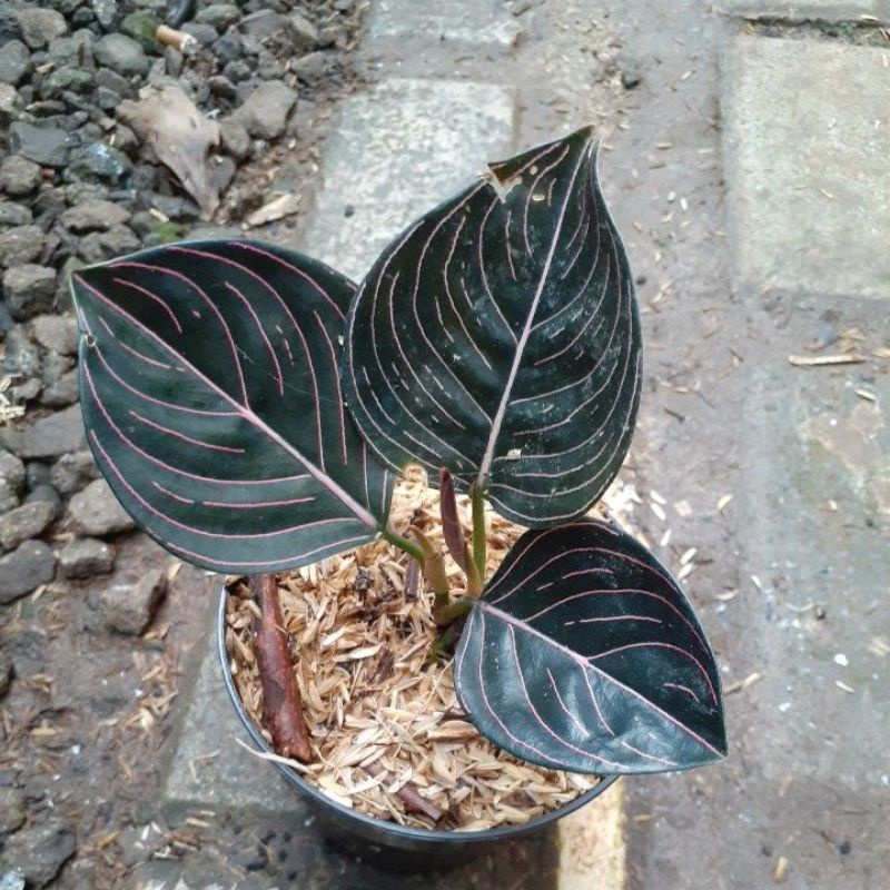 tanaman hias aglonema rotundum aceh / aglonema rotundum / rotundum aceh / aglonema murah