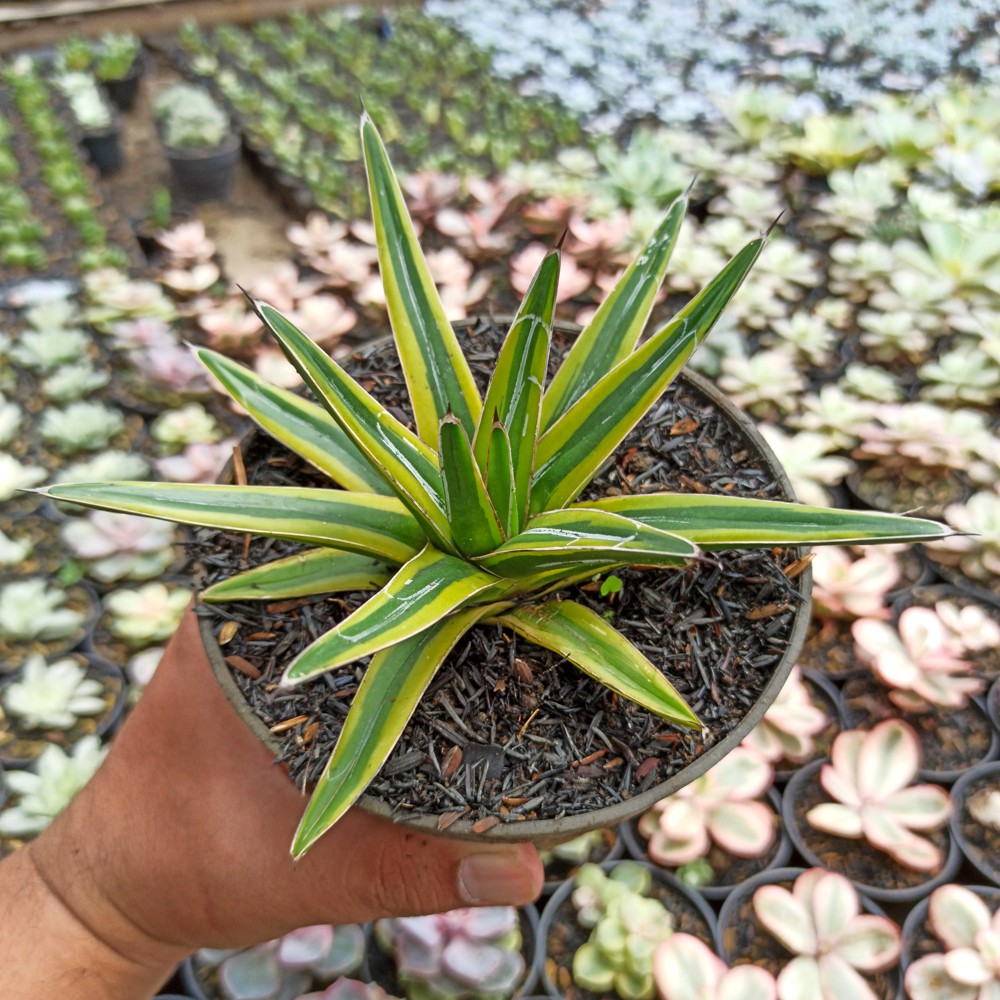 Kaktus Sukulen | 310. Agave Victoriae-reginae Variegated